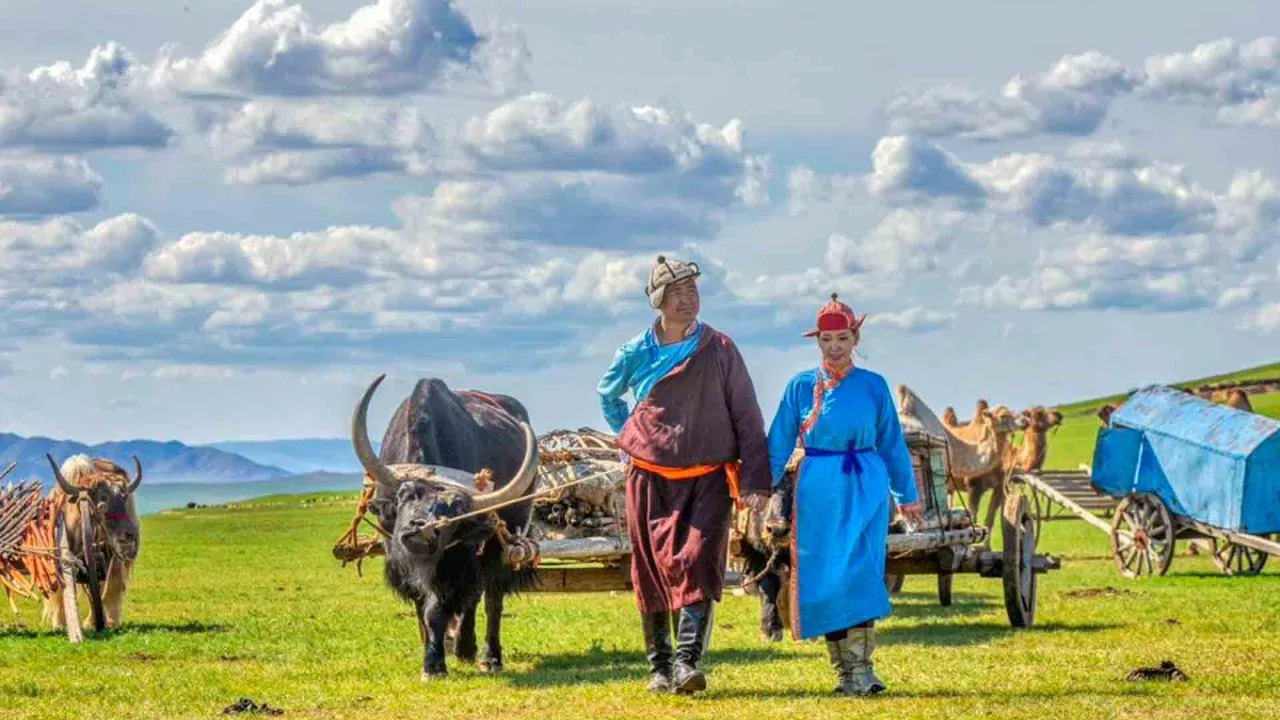Mongolske nomader med oksetrukne vogner på steppene Mongolske nomader med oksetrukne vogner på steppene