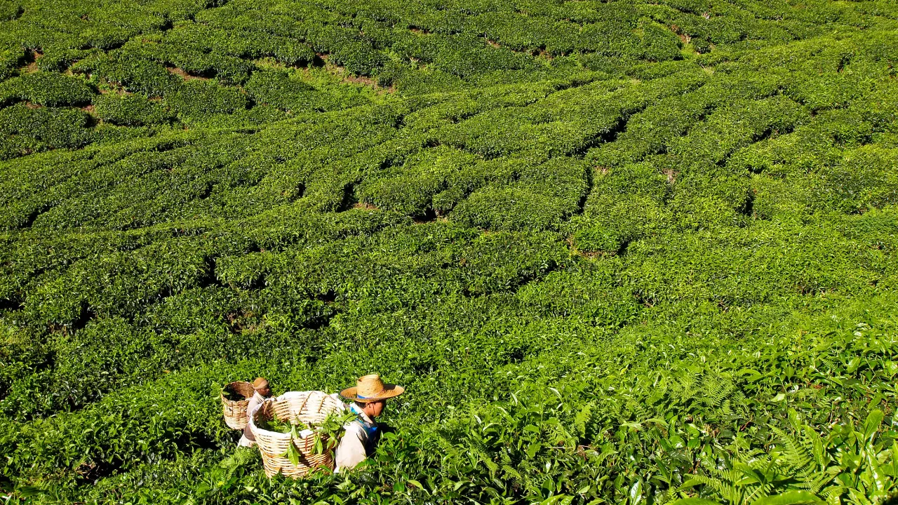 Teplukkere i Cameron Highlands