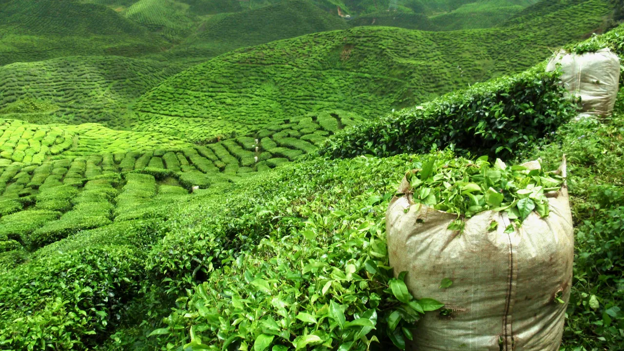 Teplantasjer ved Darjeeling