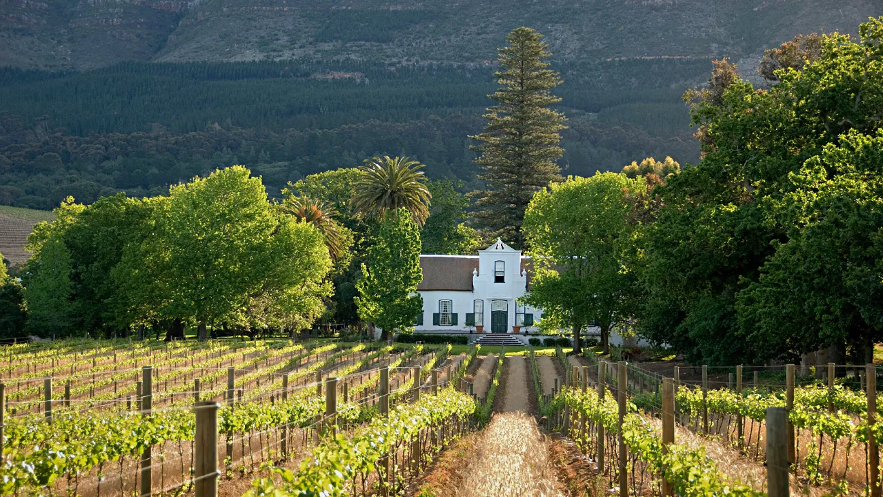 Vinmarker ved Stellenbosch – en av Afrikas viktigste vinregioner – står for ca. 14 % av Sør-Afrikas samlede vinproduksjon Vinmarker ved Stellenbosch – en av Afrikas viktigste vinregioner – står for ca. 14 % av Sør-Afrikas samlede vinproduksjon