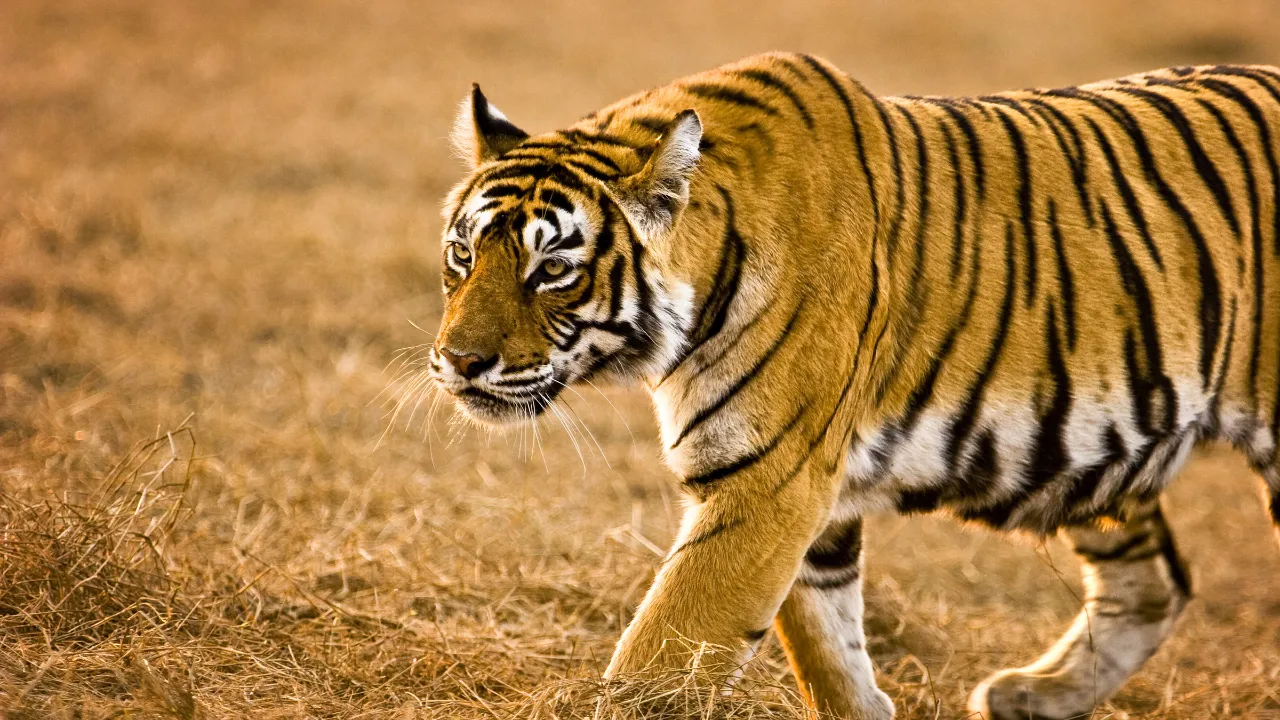 Tigre er territoriale og jakter vanligvis alene Tigre er territoriale og jakter vanligvis alene