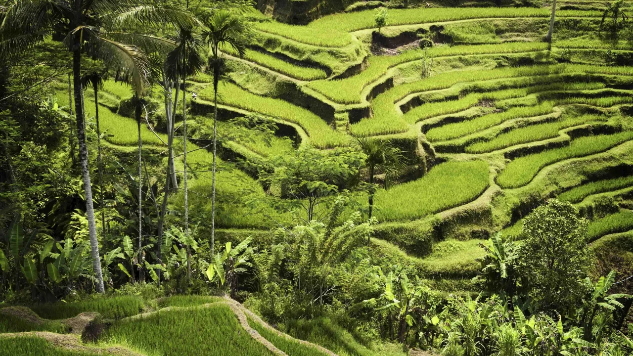 Imponerende risterrasser ved Ubud Imponerende risterrasser ved Ubud