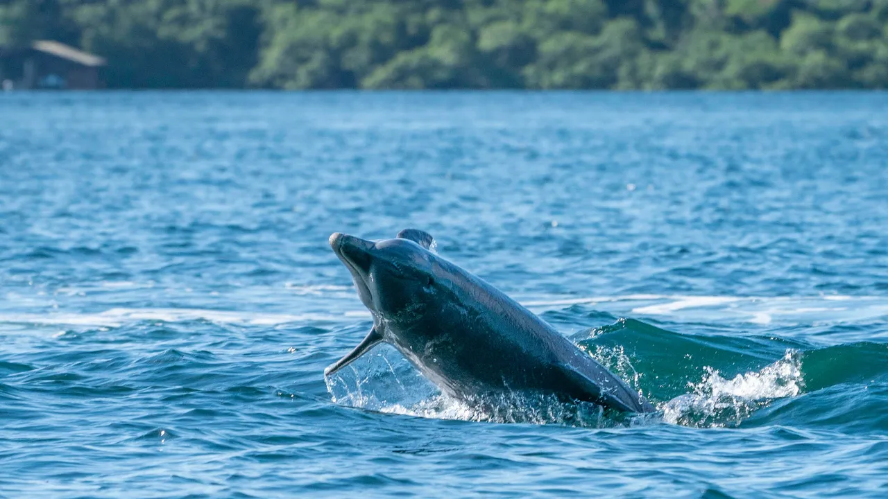 Delfinen leker i havet ved Bocas del Toro