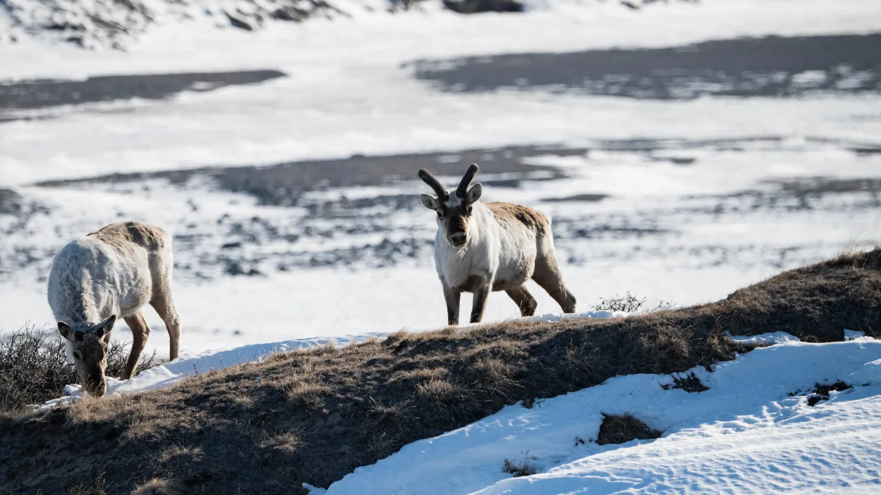 Reinsdyr i tundraen ved Kangerlussuaq