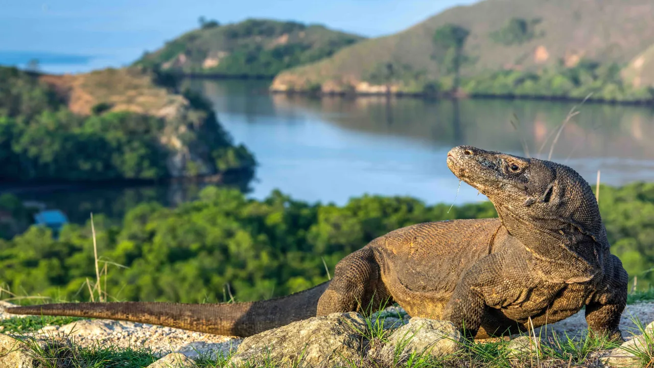 Komodovaranen er verdens største nålevende øgle – kan bli opptil 3 meter lang Komodovaranen er verdens største nålevende øgle – kan bli opptil 3 meter lang