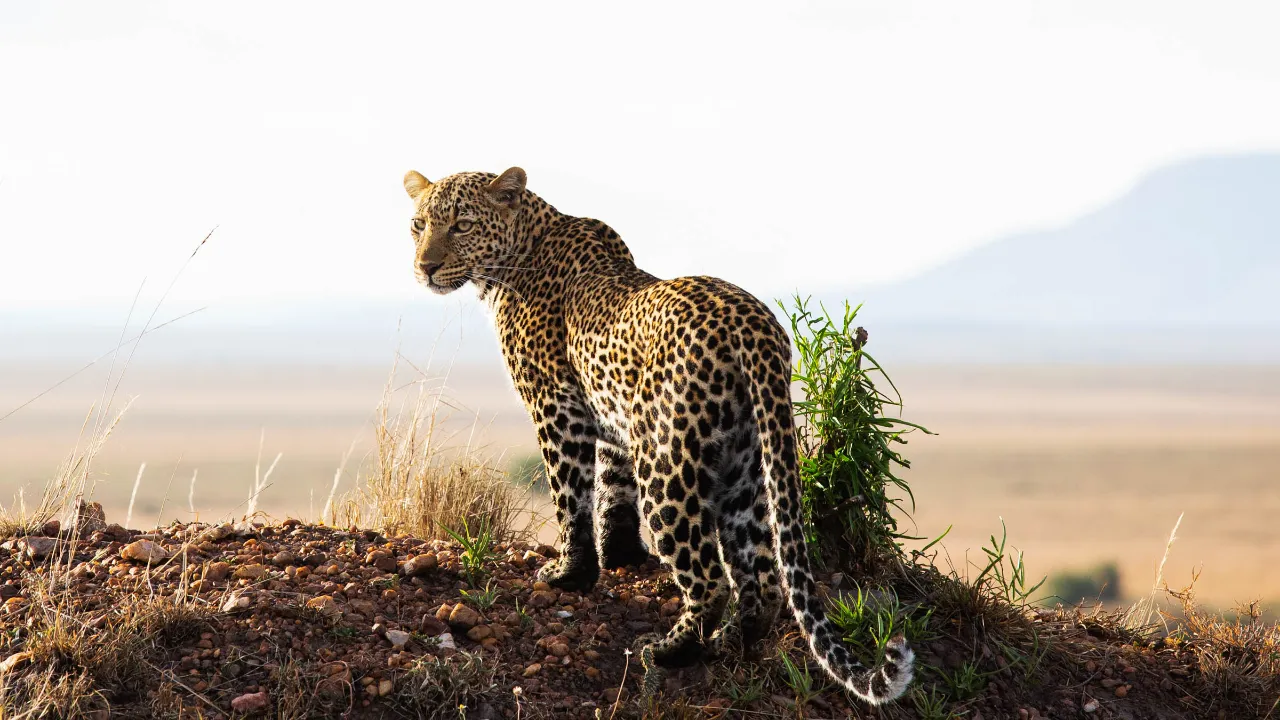 Leoparden ser over skulderen