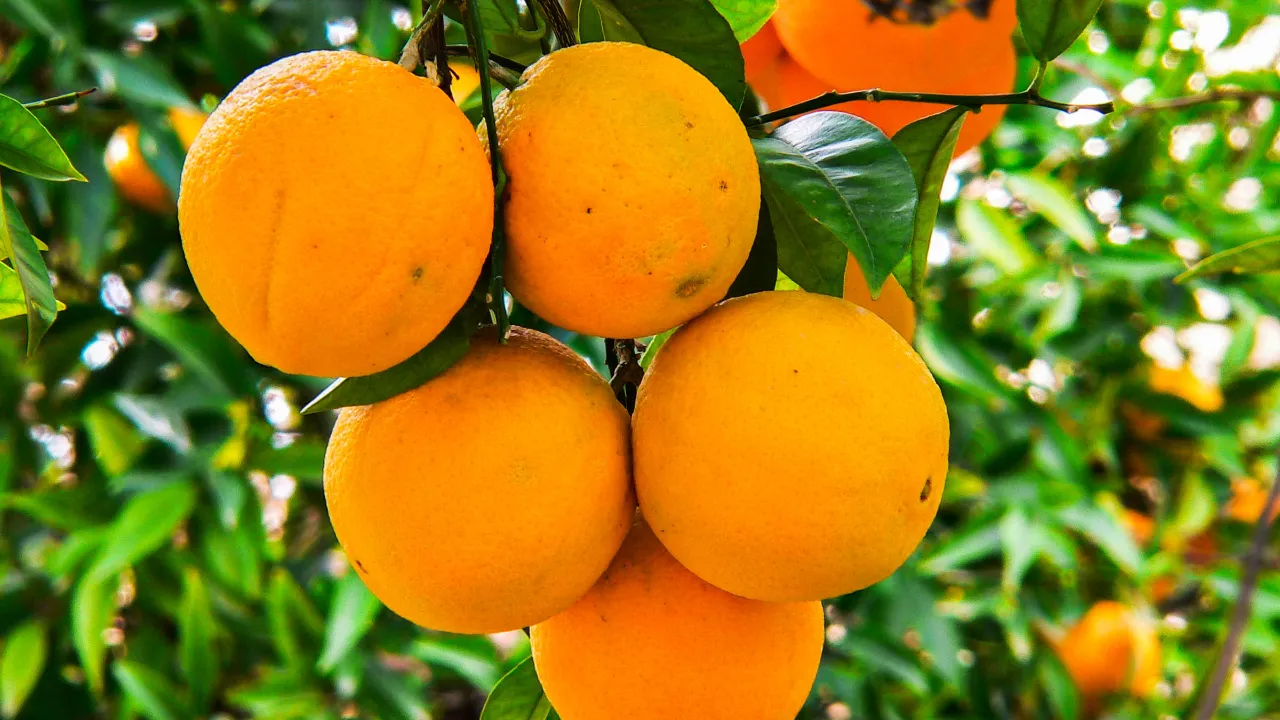 Rikelig mulighet til å smake på alt godt fra appelsinen