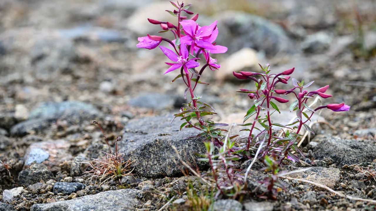 Planten geitrams (Niviarisiaq på grønlandsk) trives godt i kaldt klima med kort vekstsesong Planten geitrams (Niviarisiaq på grønlandsk) trives godt i kaldt klima med kort vekstsesong