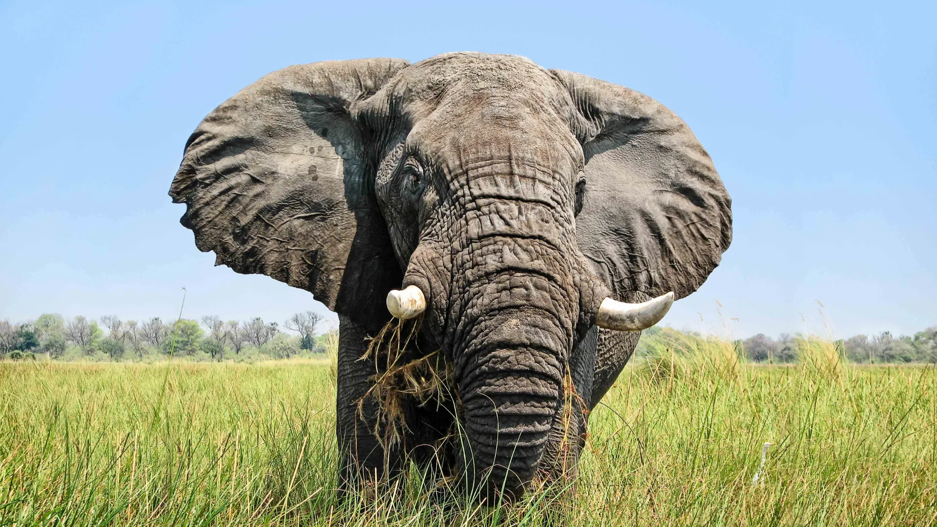 Den afrikanske elefanten har store ører i motsetning til den indiske slektningen Den afrikanske elefanten har store ører i motsetning til den indiske slektningen