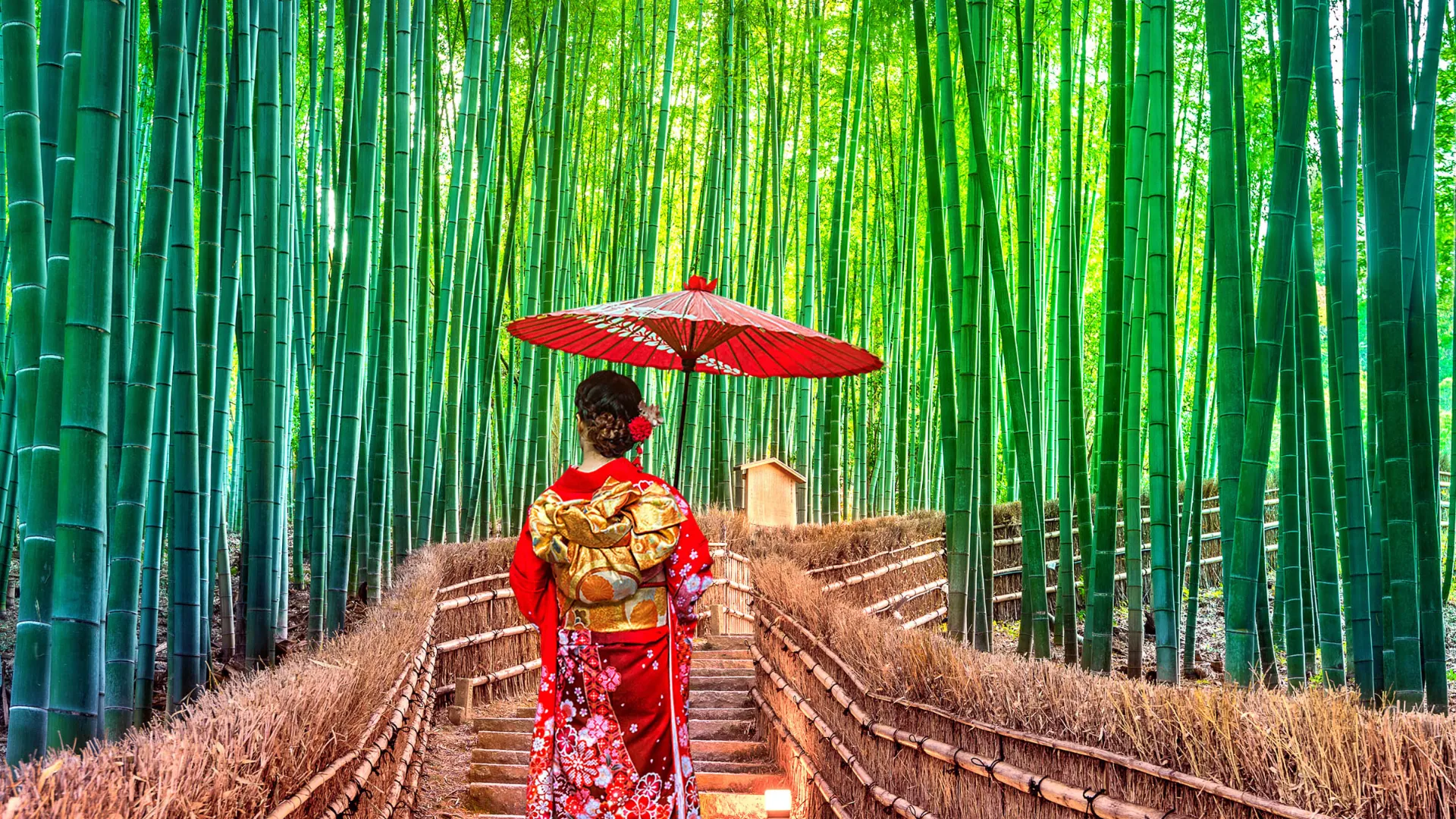 Bambuslund i Kyoto Bambuslund i Kyoto