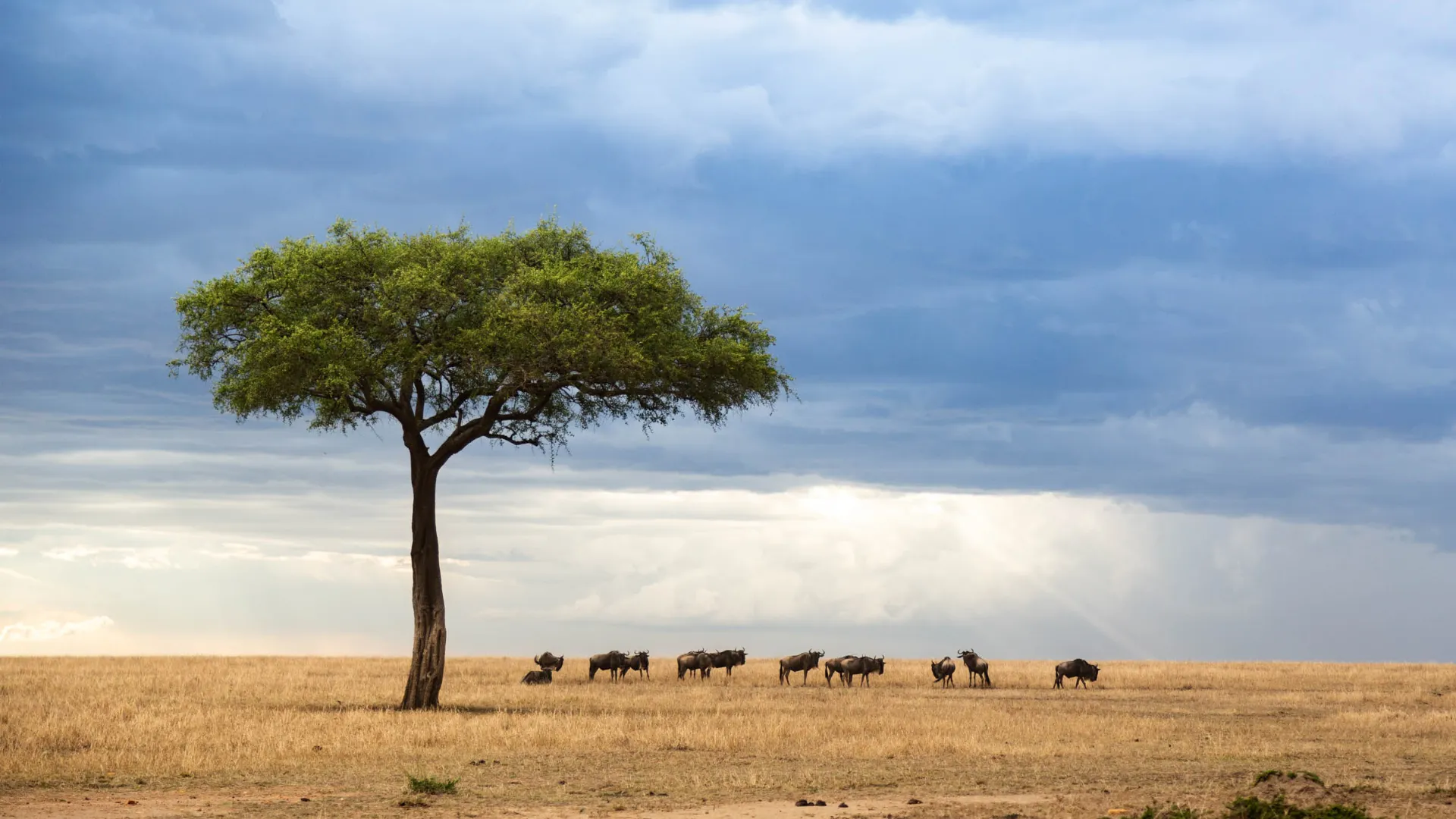 En liten flokk gnuer på savannen