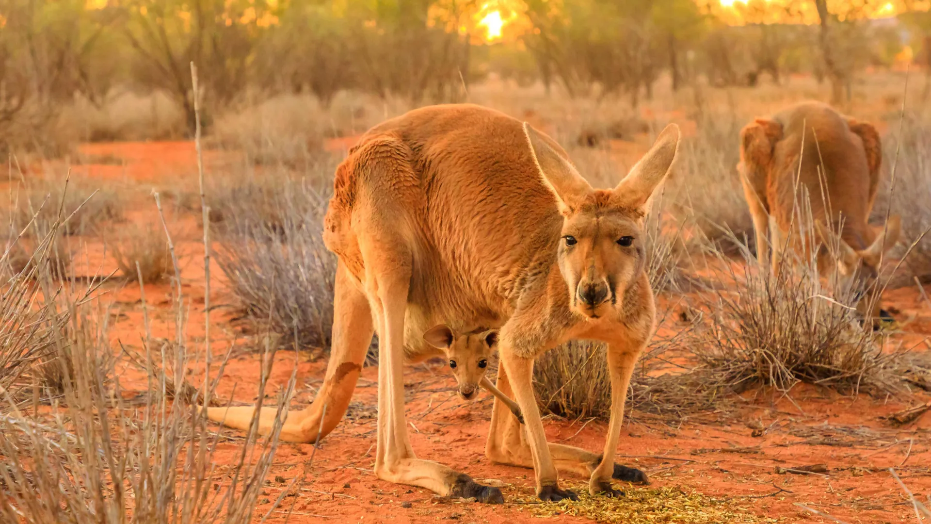 Kenguruungen er bare 2 cm ved fødselen og blir i pungen til den er stor nok