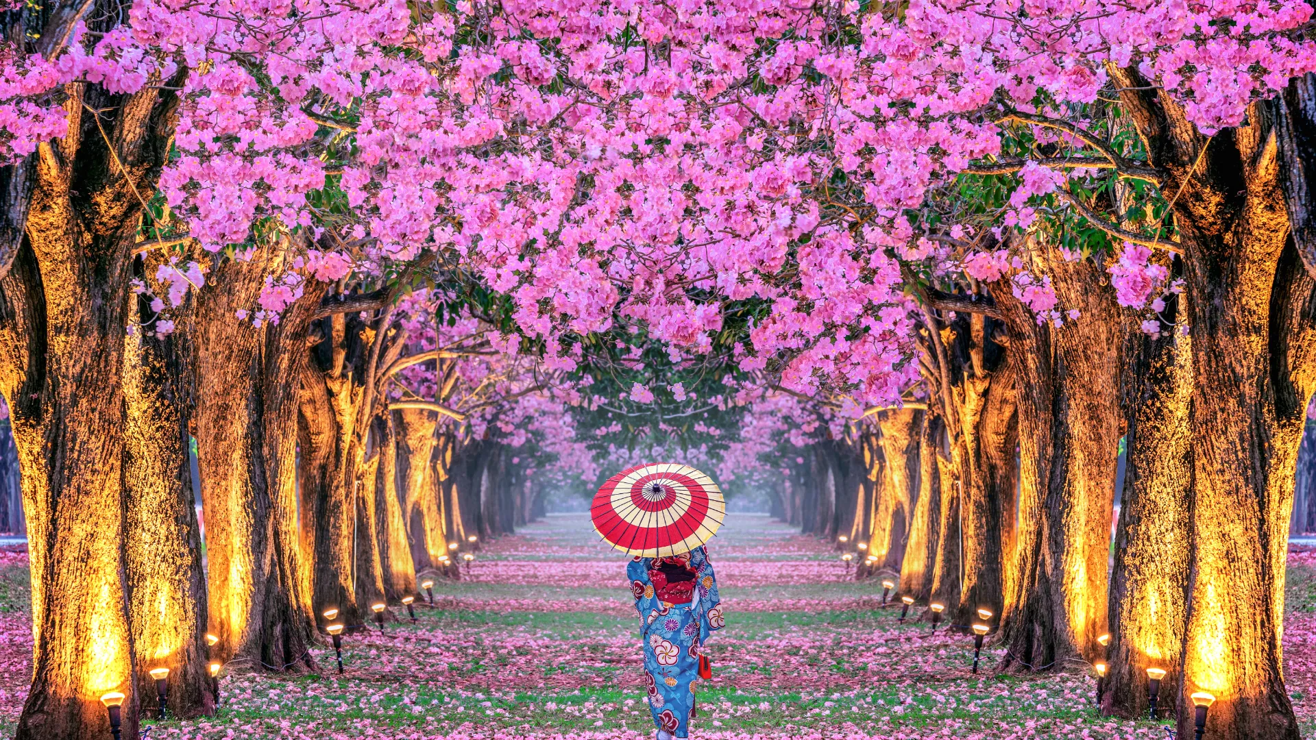 Kirsebærtrærne blomstrer for fullt under Sakura-festivalen Kirsebærtrærne blomstrer for fullt under Sakura-festivalen