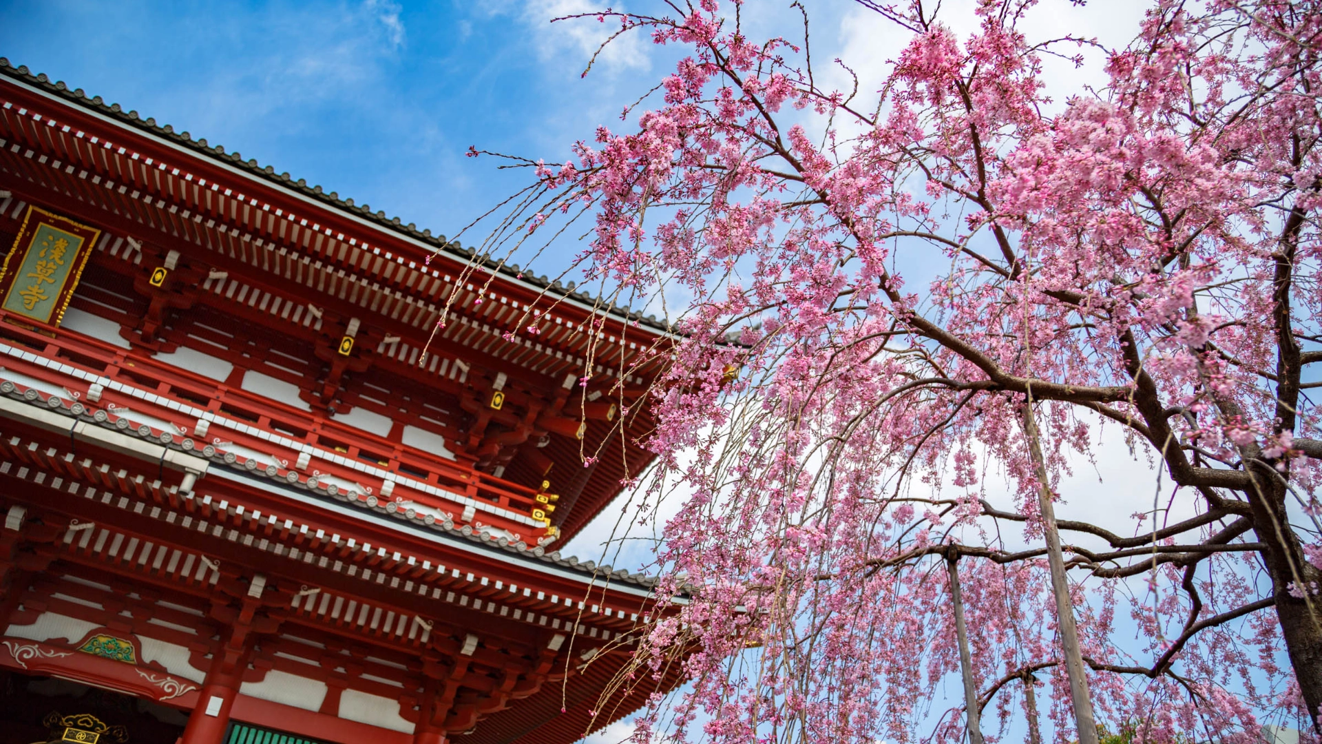 Kirsebærtrær i blomst ved Asakusa Kannon-tempelet